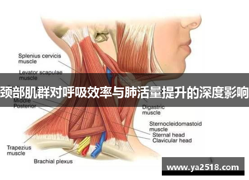 颈部肌群对呼吸效率与肺活量提升的深度影响